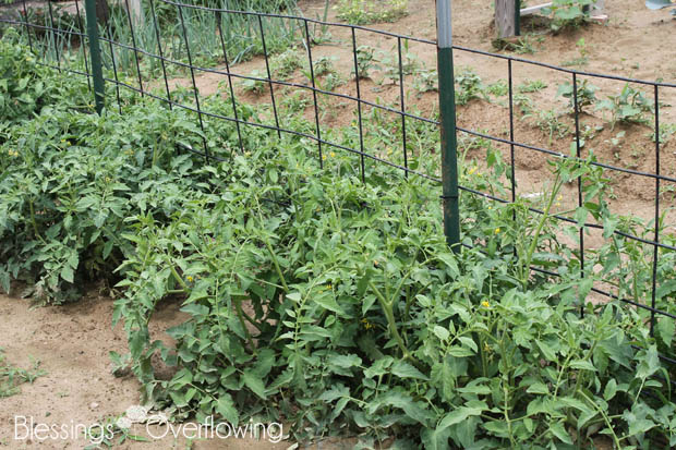 Tomatoes 6-17-15