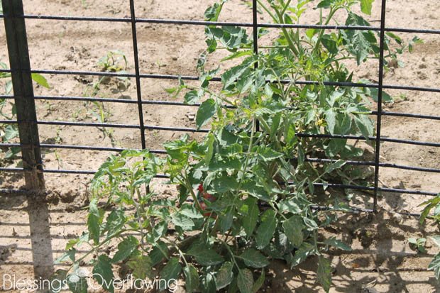Tomatoes 6-3-15
