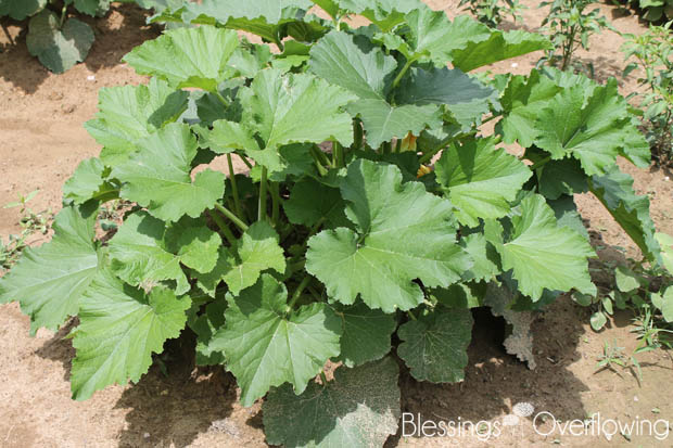 Zucchini 6-17-15