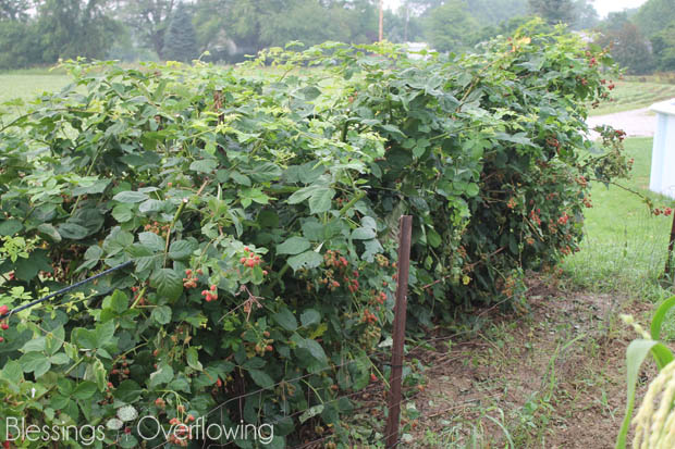 Blackberries 7-1-15