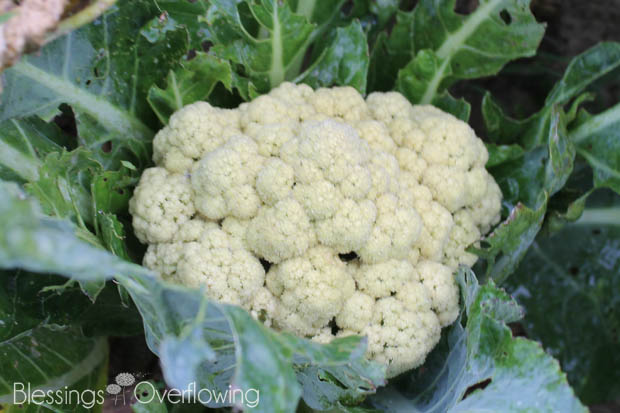 Cauliflower 7-8-15