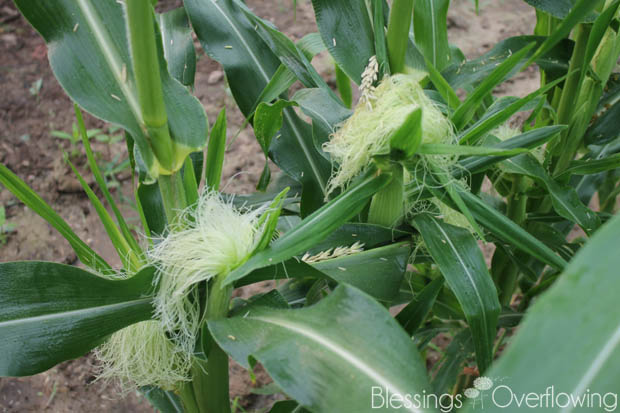 Corn 7-1-15