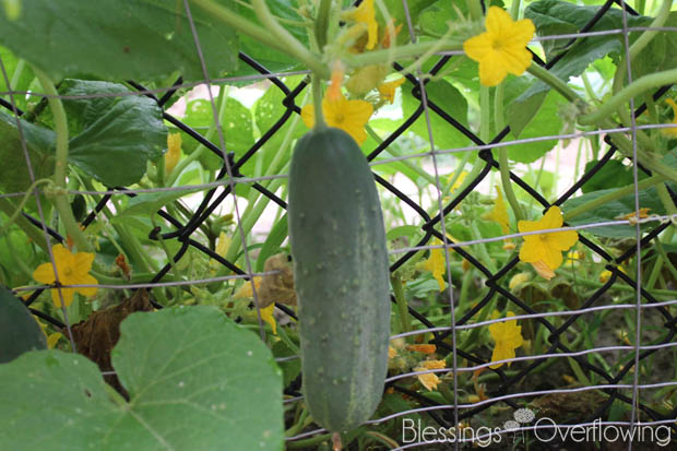 Cucumber 7-1-15