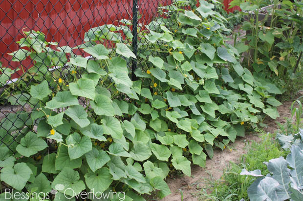 Cucumbers 7-1-15