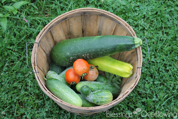 Garden Harvest 7-8-15