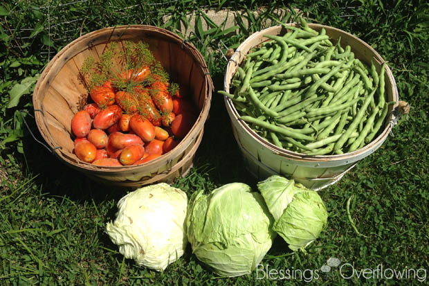 Garden Harvest