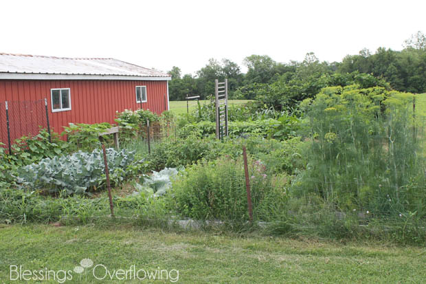 Garden Update 6-24-15