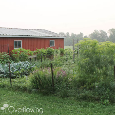 {Garden Update} A 2-Week Recap
