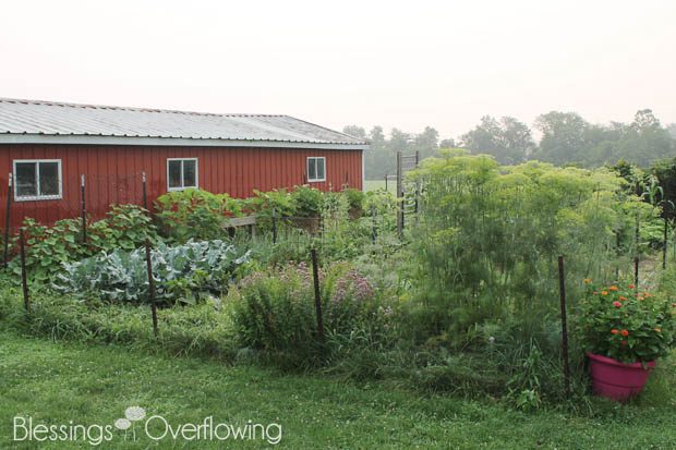 {Garden Update} A 2-Week Recap