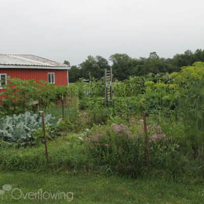 {Garden Update} Reaping the Benefits of Our Hard Work