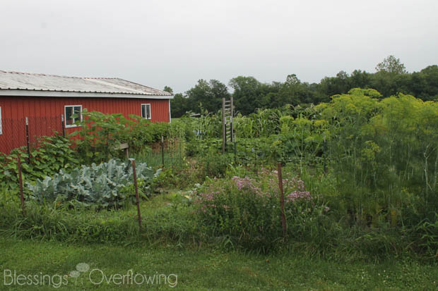 {Garden Update} Reaping the Benefits of Our Hard Work
