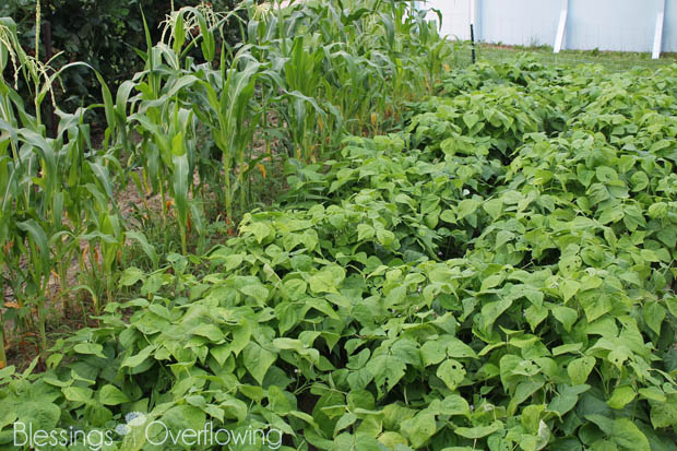 Green Beans 7-1-15