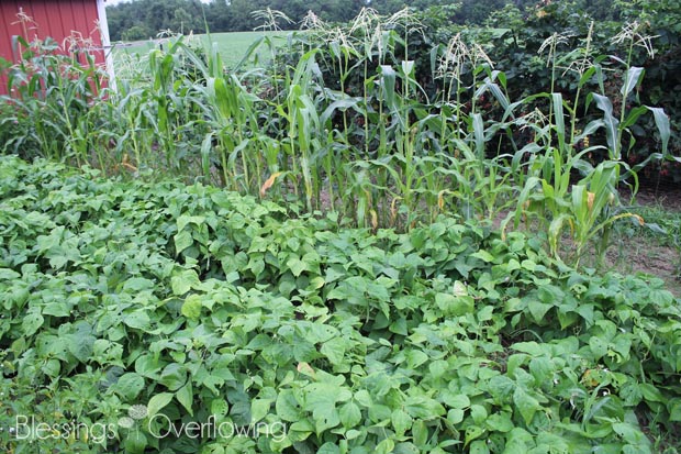 Green Beans and Corn 7-8-15