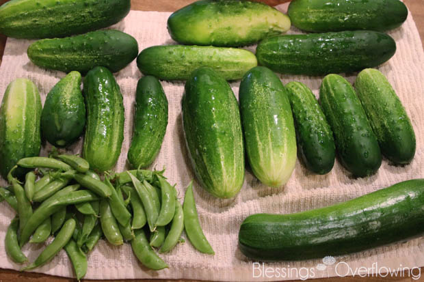Harvest 7-1-15