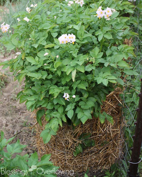 Potato Tower 7-1-15
