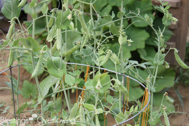 Sugar Snap Peas 7-1-15