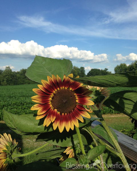 What I’m Into {July 2015}