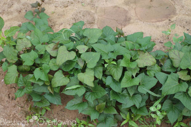 Sweet Potatoes 7-1-15