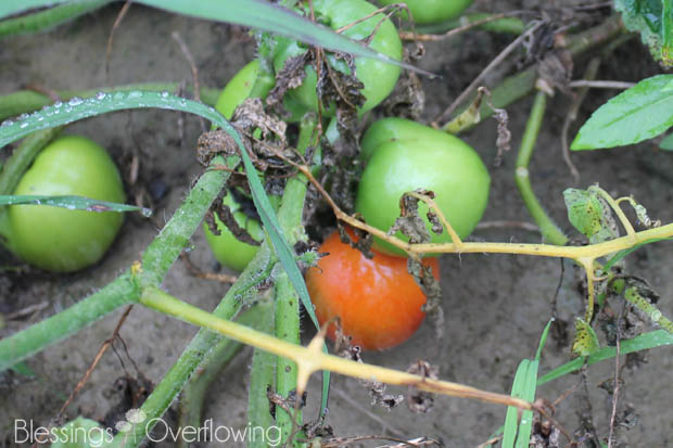Tomatoes 7-8-15
