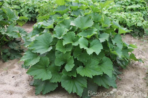 Zucchini Plant 7-1-15